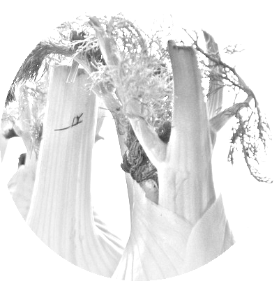 black and white image of the BeaVida ingredient fennel