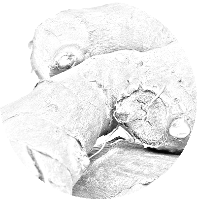 black and white image of the BeaVida women's health tea ingredient ginger