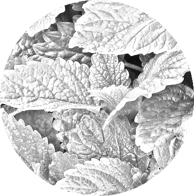 black and white image of the BeaVida F the pain tea ingredient lemon balm